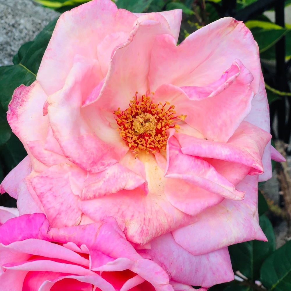 Meet your Posher, Alexa